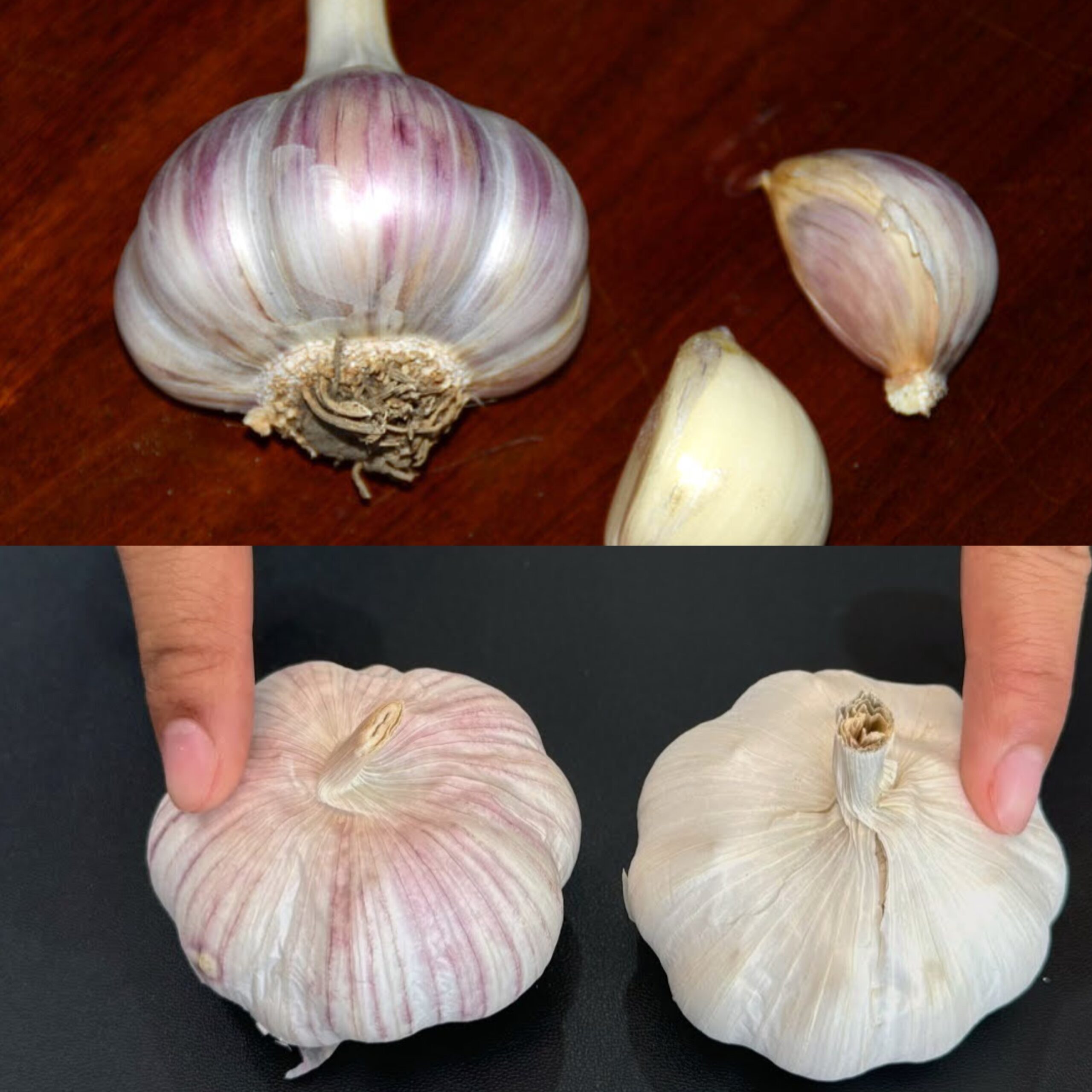 Why Purple Garlic Reigns Supreme: Insights from a Veteran Garlic Farmer