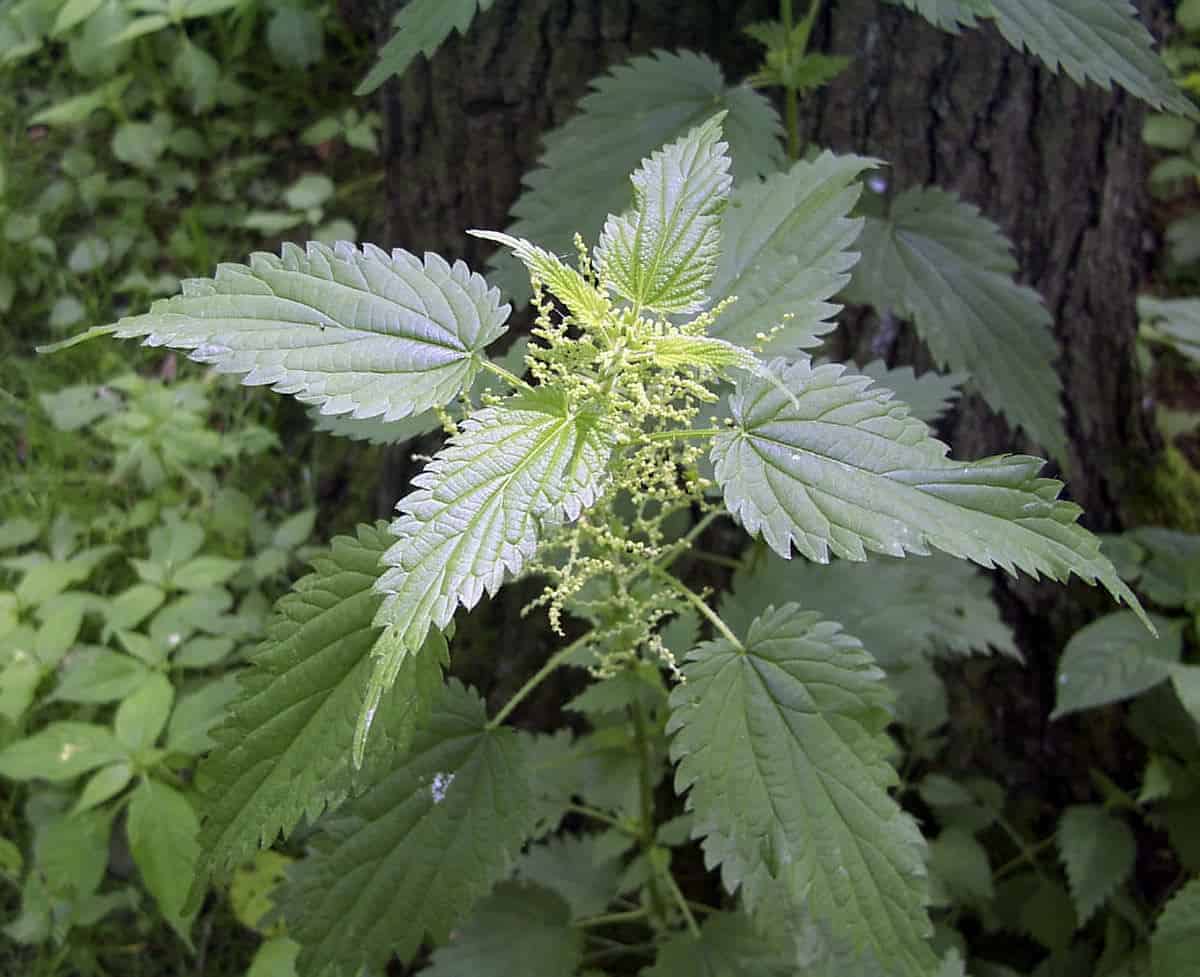 Harness the Health Benefits of Stinging Nettle Tea