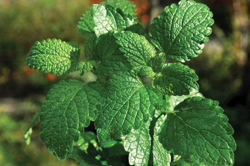 1 Leaf Destroys Inflammation, Pain, Migraine, Retention, Fat (Did You Know That?)