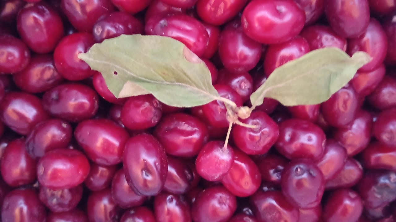 Homemade Dogwood Syrup: A Delicious and Nutritious Treat