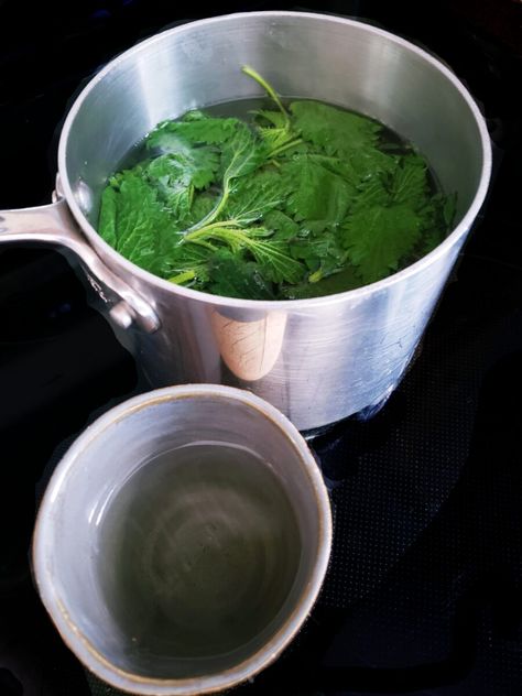 The Most Nutritious Plant on Earth? Discover the Wonders of Stinging Nettle Tea