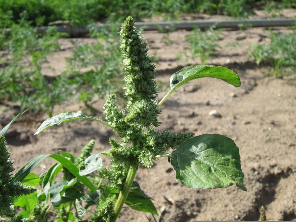 Pigweed: A Powerhouse of Health Benefits