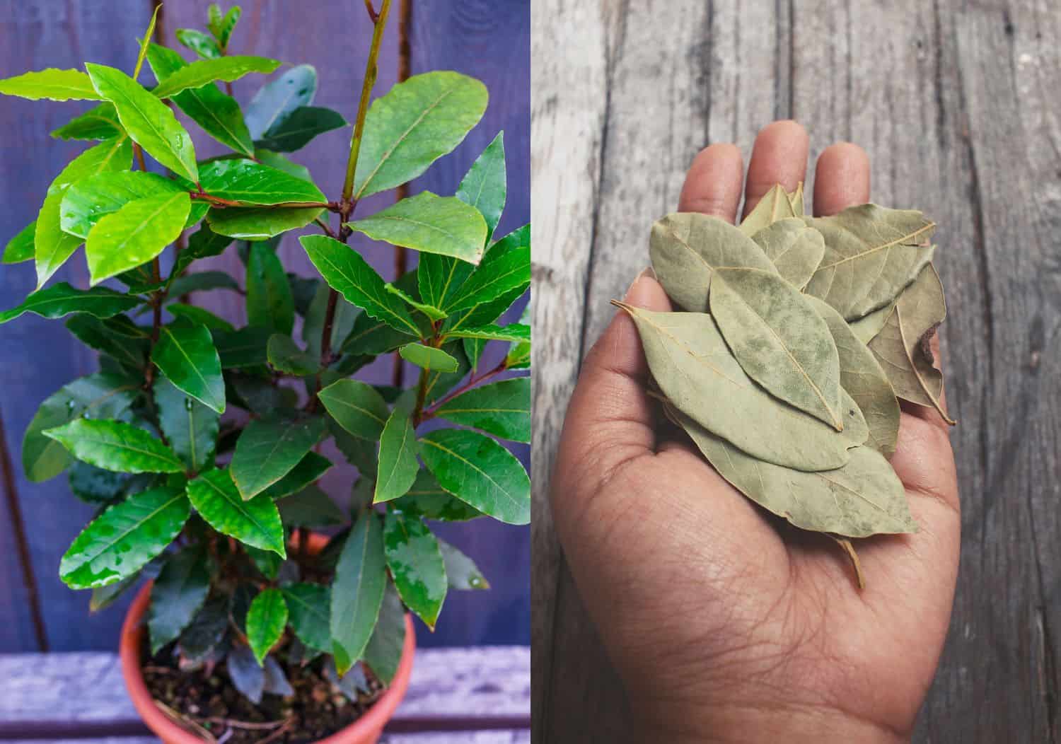 How to Grow Bay Leaves (Bay Laurel) – Complete Growing Guide