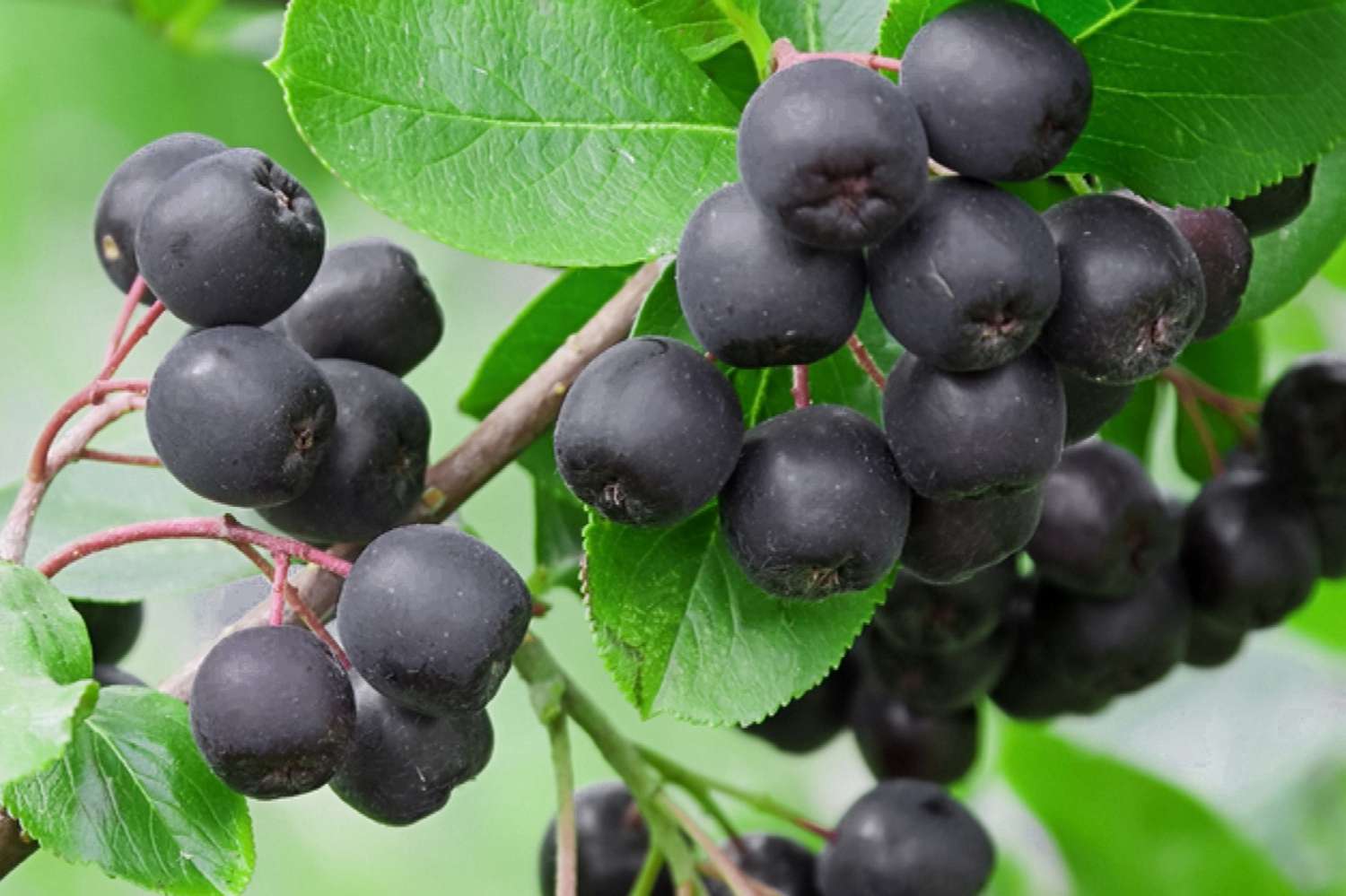 Stronger Blood Vessels, and Cholesterol as if It Never Existed: Discover the Power of Chokeberry