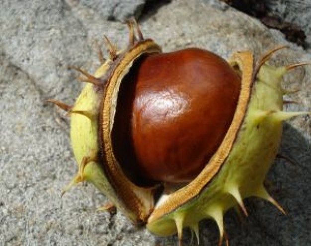 Discovering the Surprising Benefits of Chestnut Shells for Varicose Veins