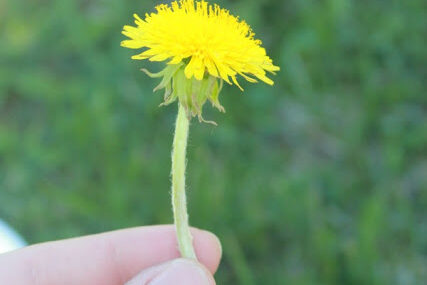 Why You Should Eat 6 Dandelion Stalks a Day