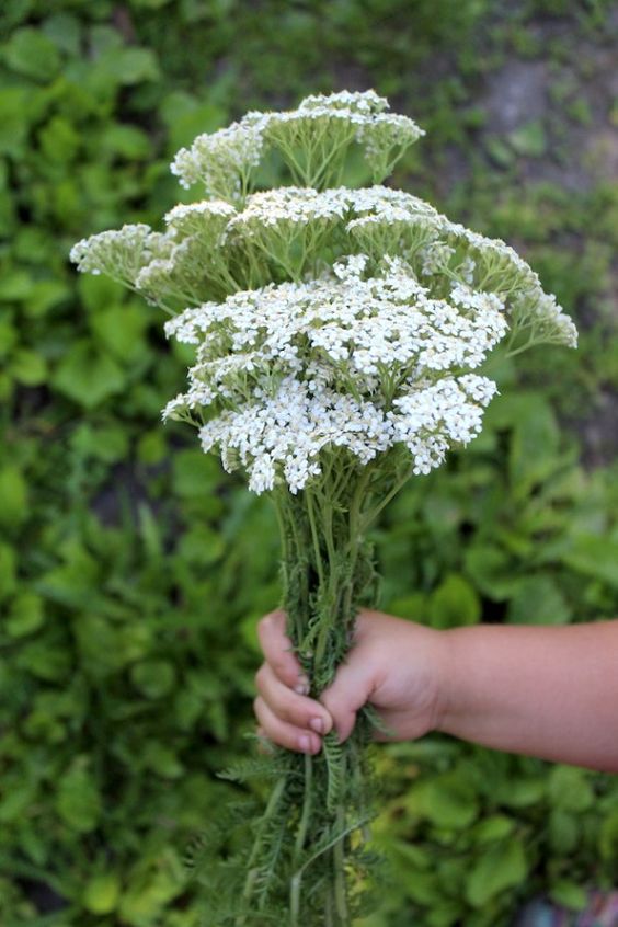 Yarrow: The Powerful Plant for First and Last Aid That Blooms All Summer