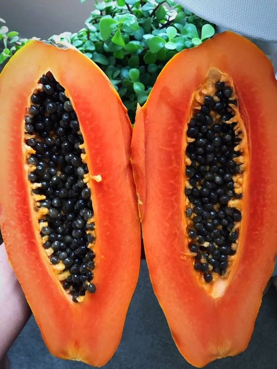 Discover the Wonders of Papaya: A Slice a Day Keeps the Doctor Away!