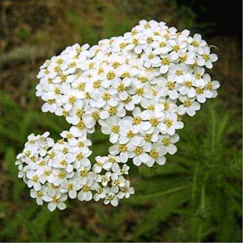 The Healthiest Drops in the World: Yarrow Tincture – It’s Easy to Make!