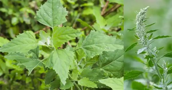 Lamb’s Quarters/Wild Spinach: The Unappreciated Superfood with Maximum Health Benefits