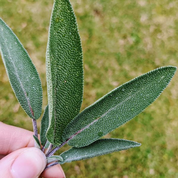 The Remarkable Benefits of Sage Leaves for Your Health