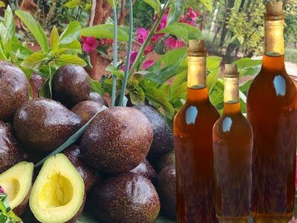 Making Avocado Oil at Home: A Simple Guide for Homemade Goodness