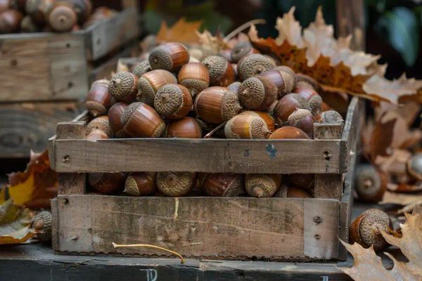 a small crate with acorns 1