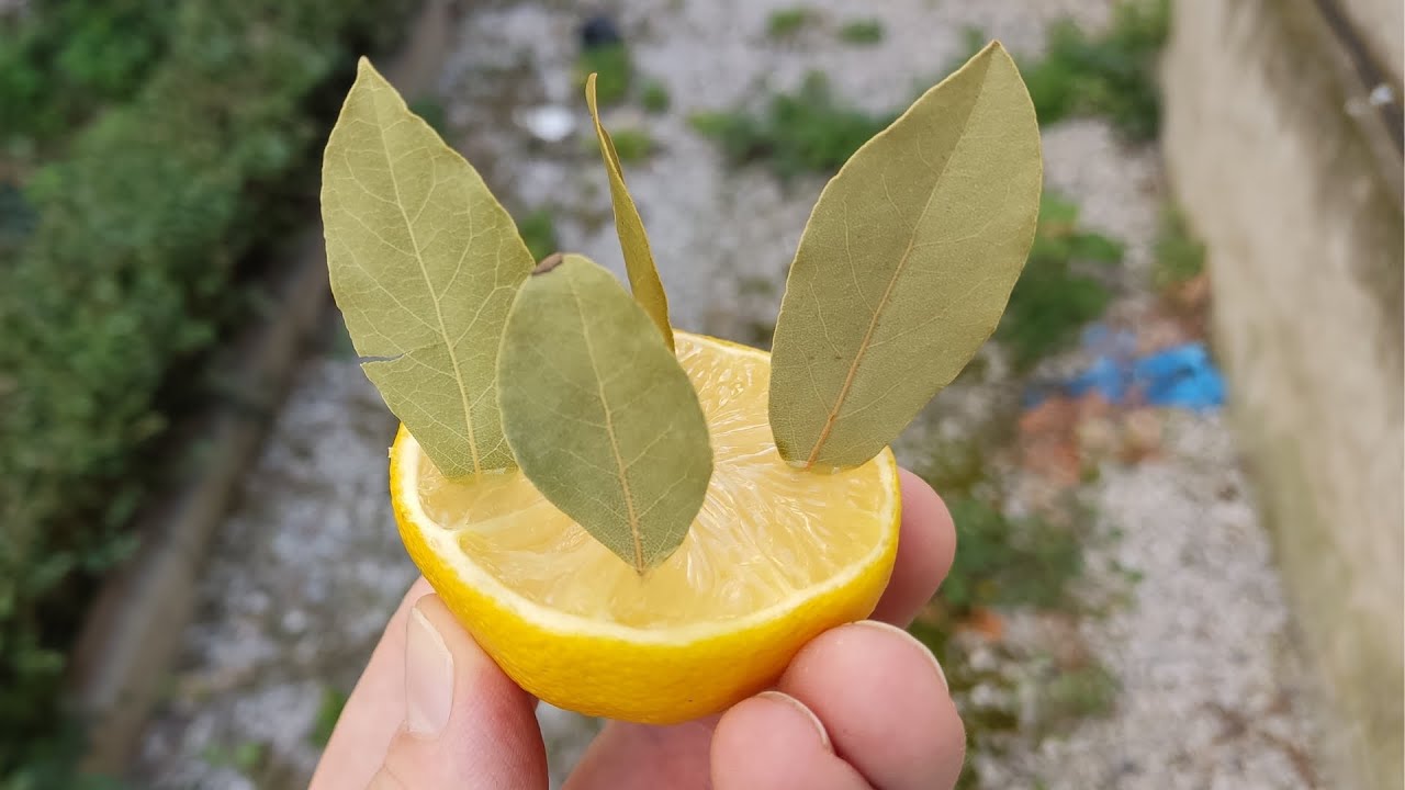 Just Stick a Bay Leaf in a Lemon! The Effect is Amazing!