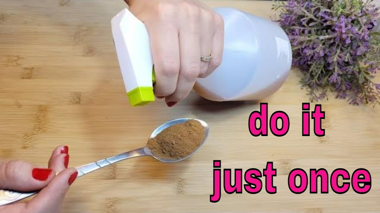 Do This and You Will Never See Flies and Mosquitoes in Your House Again: Cinnamon and Water