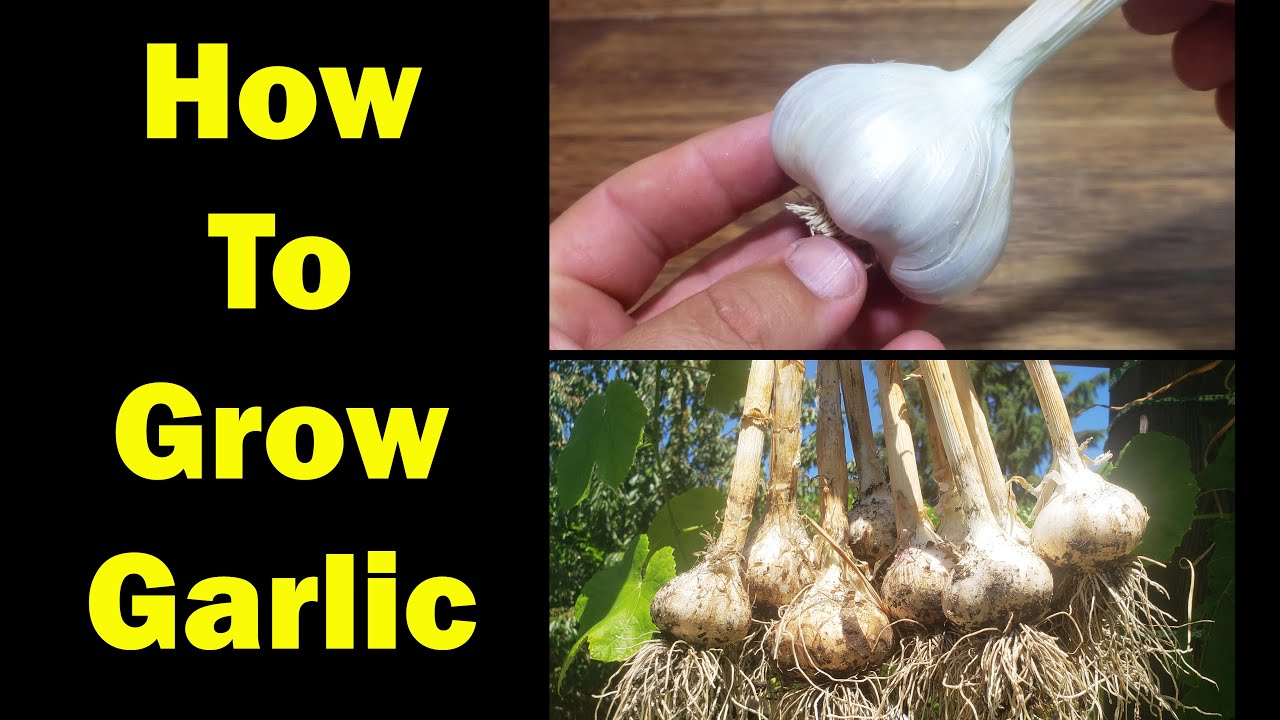 How To Grow Garlic – The Definitive Guide For Beginners