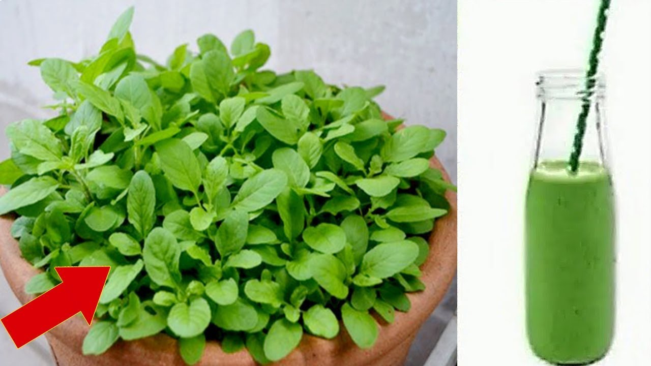 1 Leaf Cures Insomnia, Depression, Pain, Migraine, Fever: The Power of Basil