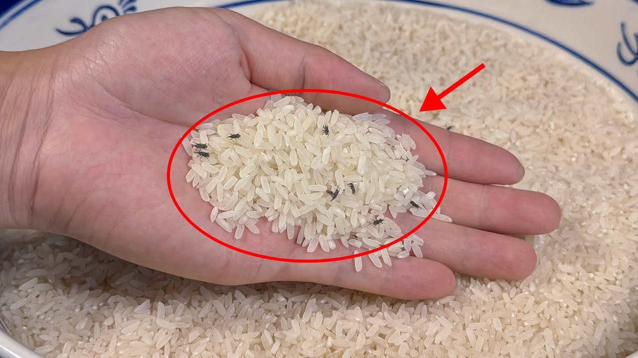 How to Remove White Worms from Rice: Awesome Tips for Removing Rice Weevils