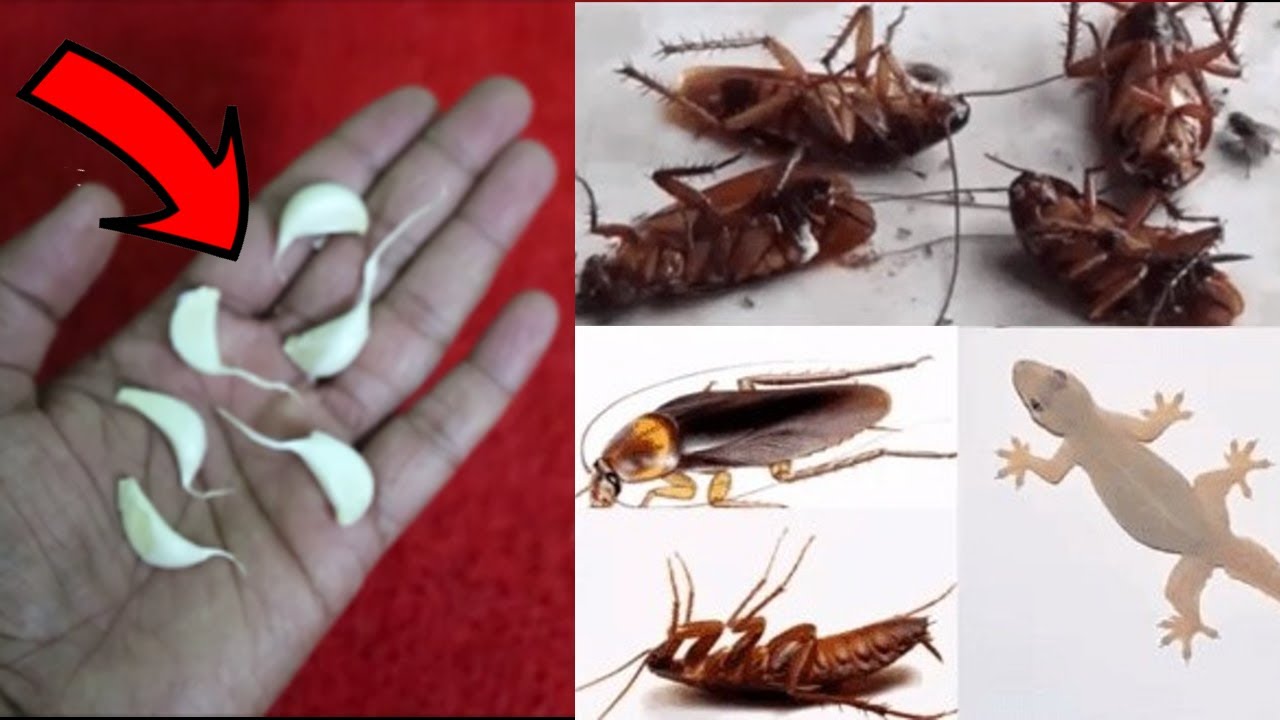 Natural Cockroach Control: The Power of Garlic