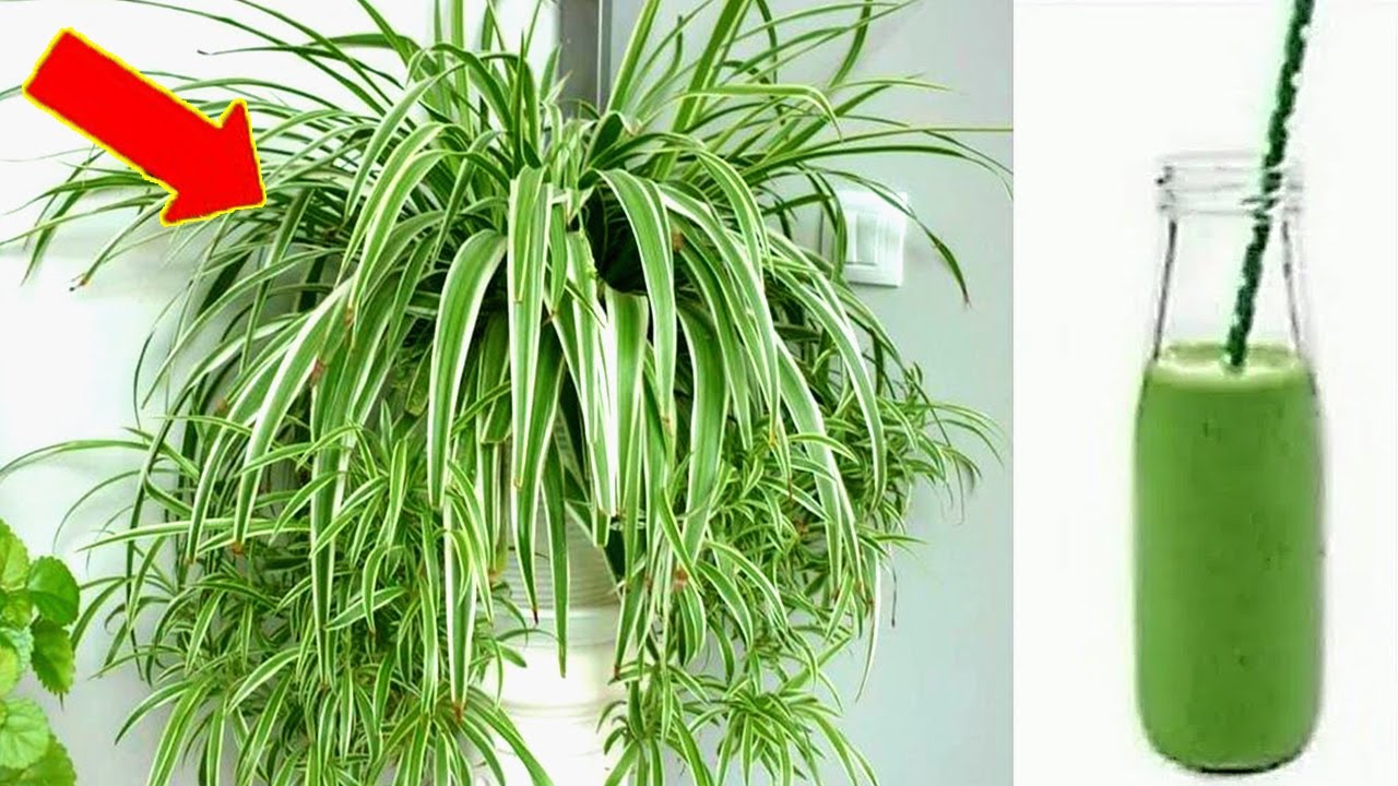 The Unsung Hero in Your Home: The Power of the Chlorophytum Plant