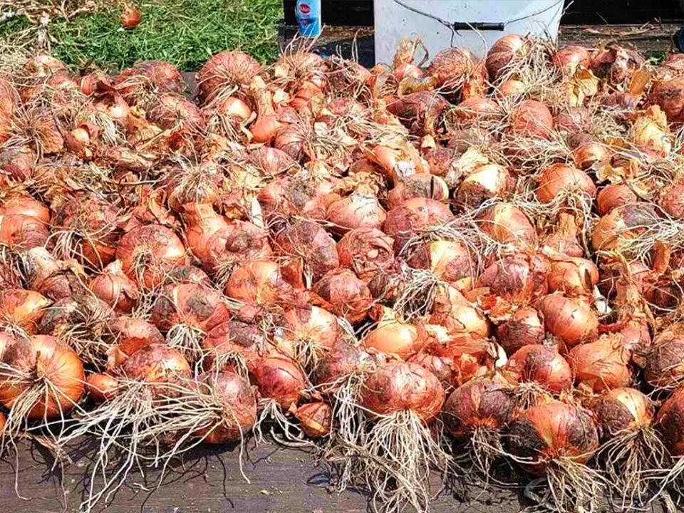 Double Your Onion Yield with This Effective Gardening Technique