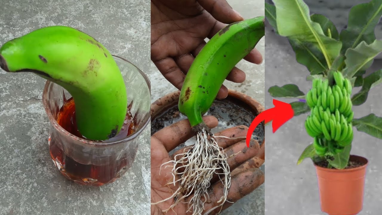 How to Grow a Banana Tree from a Banana