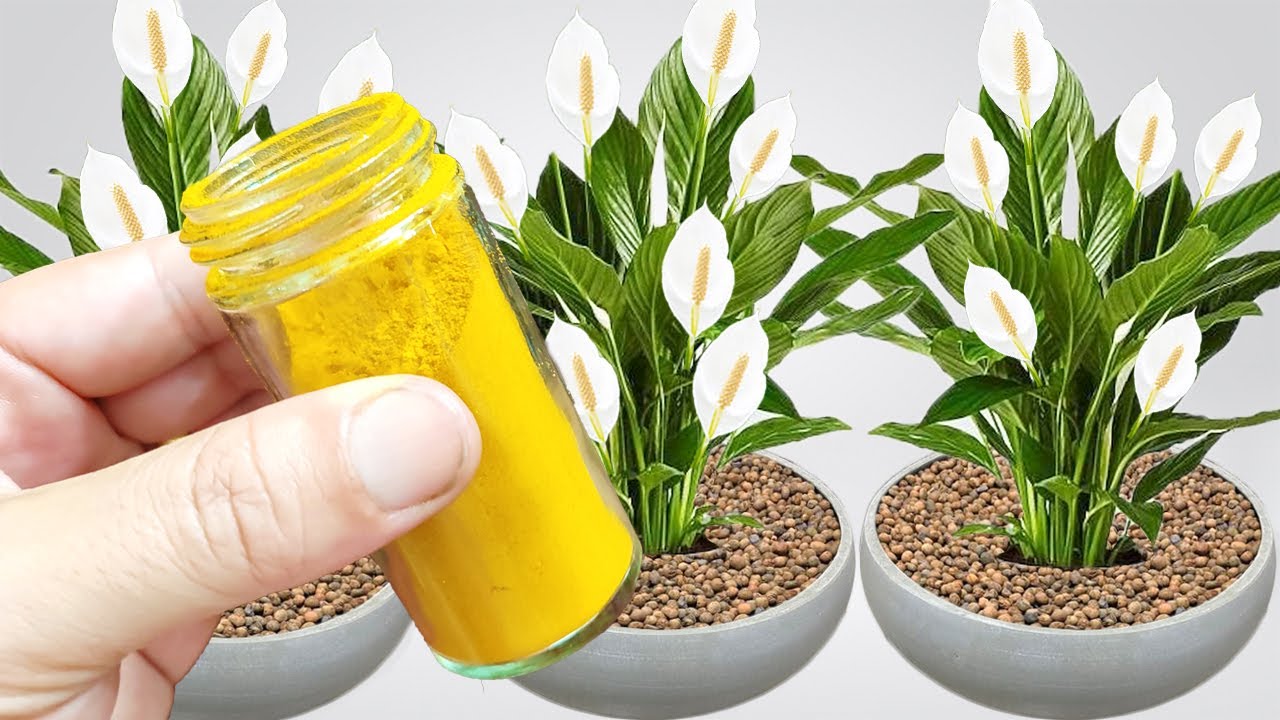 Unlock the Magic of Turmeric Powder for Instant Blooming in Your Garden!