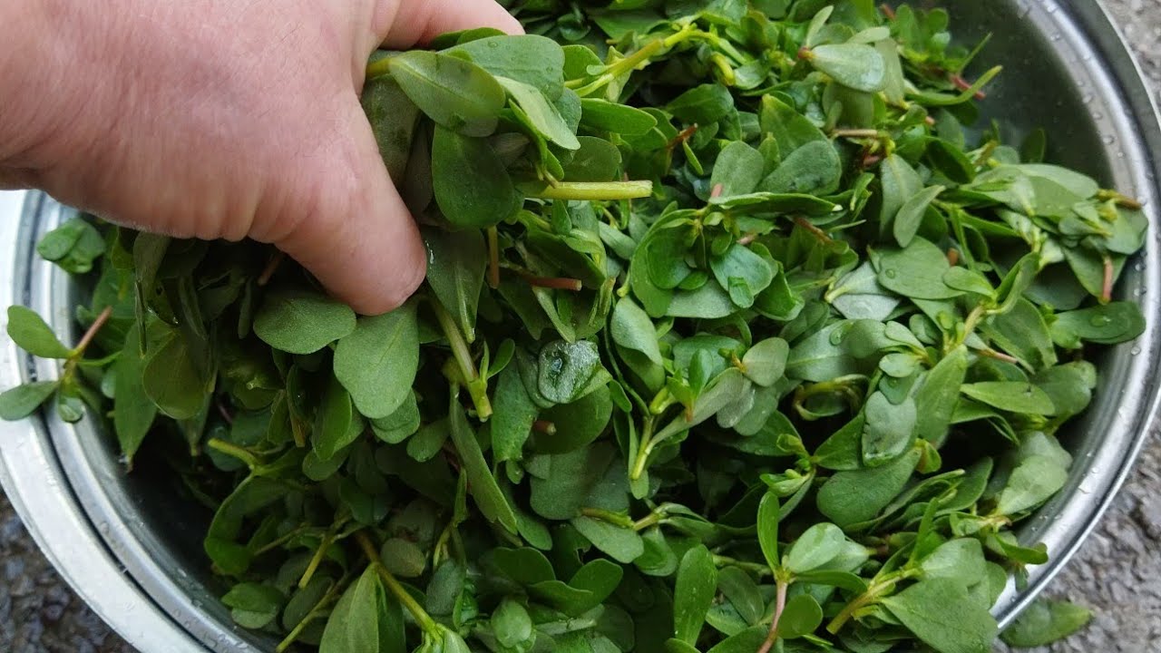 Storing Purslane for Fresh Winter Enjoyment