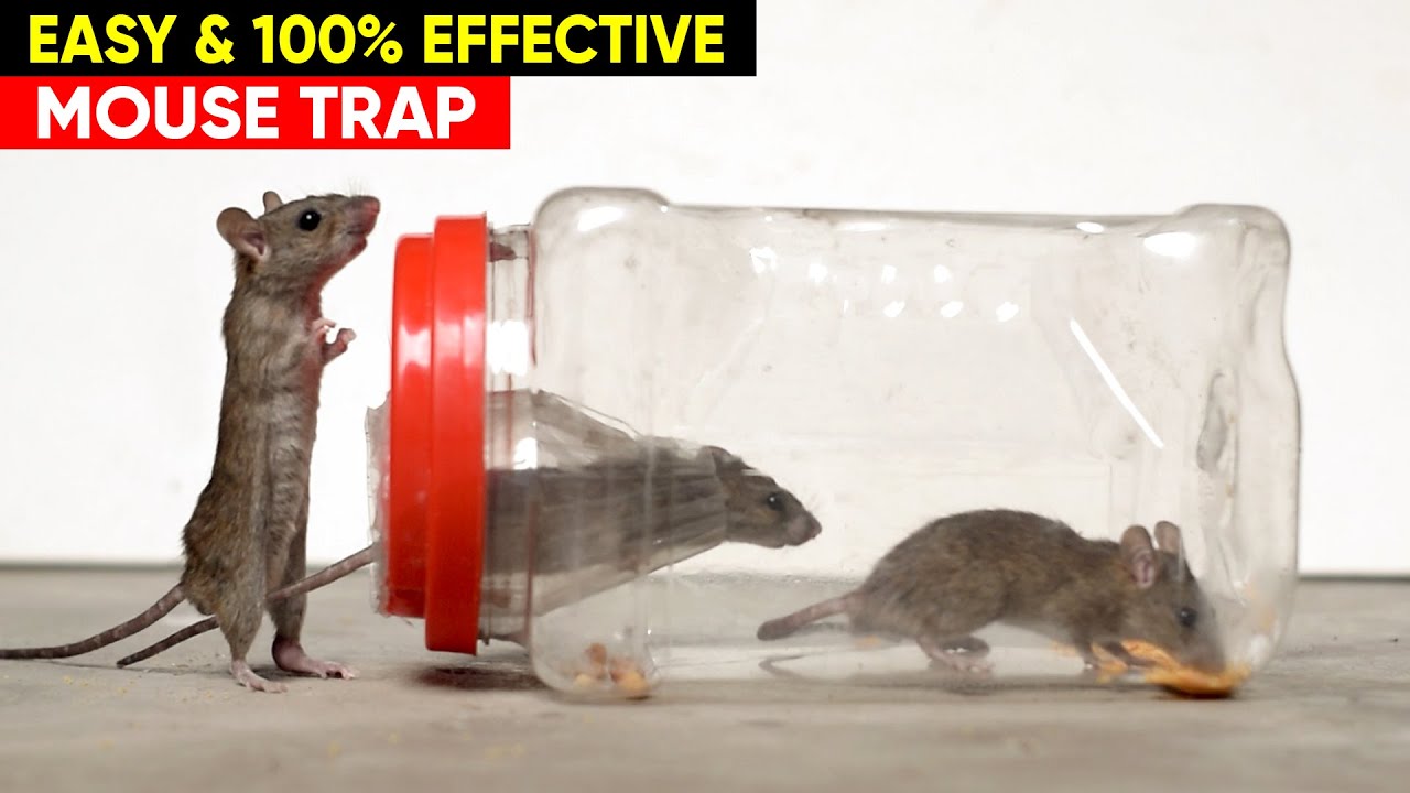 Best & Easy DIY Mouse Trap: Homemade Rat Trap