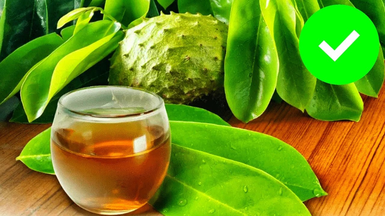 Drink Soursop Tea Every Day and This Will Happen to You 🌿. INCREDIBLE!