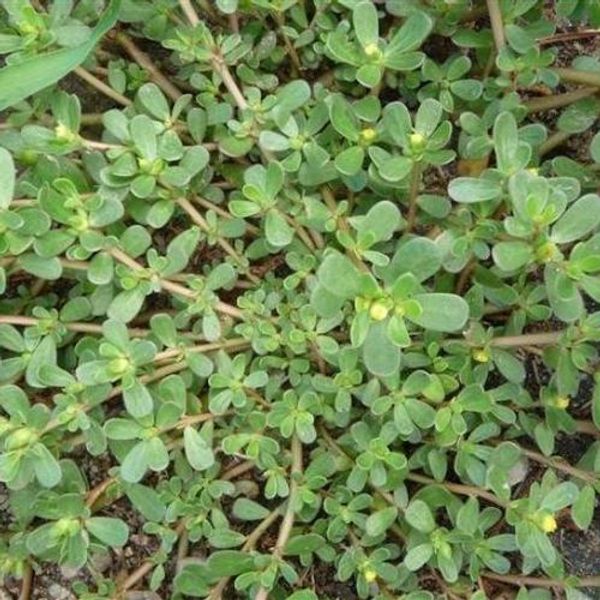 The Nutritional Benefits of Purslane