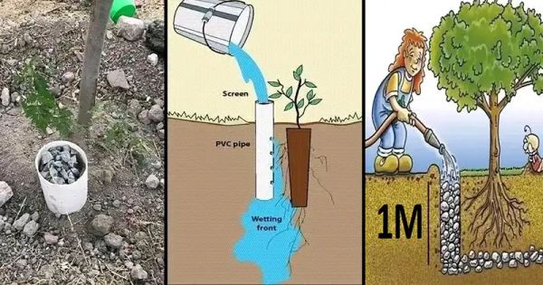 Smart Watering Technique: Using PVC Pipes for Efficient Plant Care