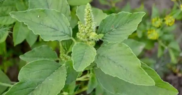 Unveiling the Amazing Health Benefits of Pigweed: A Hidden Gem in Your Garden