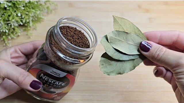 Keep Flies and Mosquitoes Away with Coffee Grounds and Bay Leaves