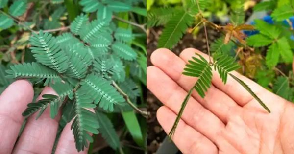 Discover the Healing Power of Mimosa Pudica: 10 Amazing Health Benefits and How to Use This Incredible Plant