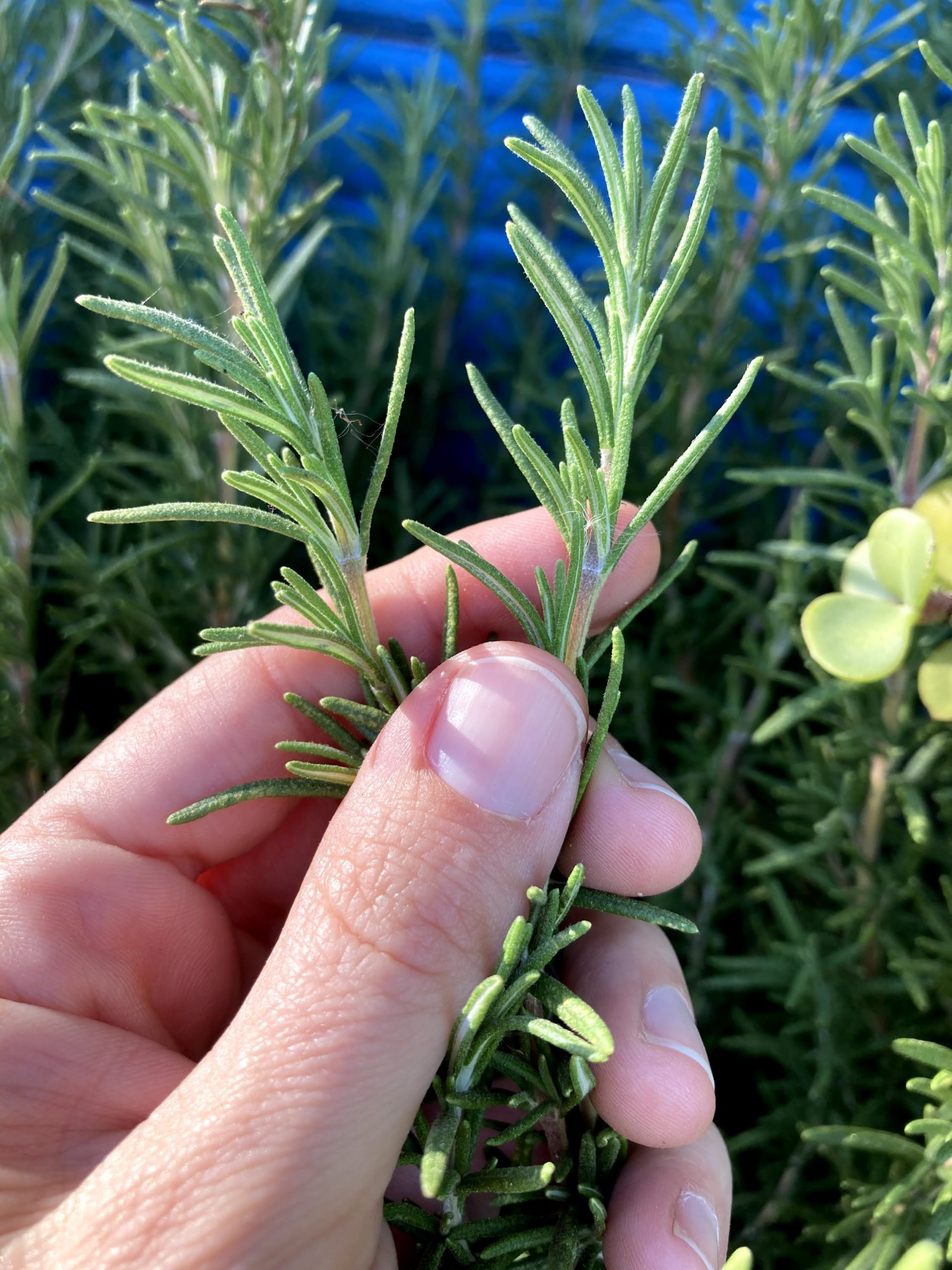 Put Rosemary on the Back of Your Neck, and You Will Be Shocked at What Will Happen!