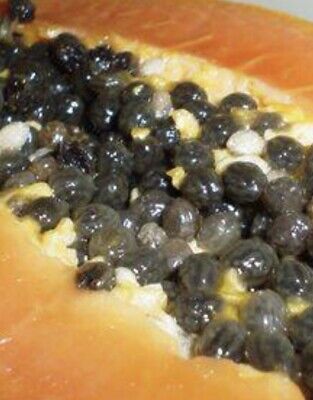 How to Transform Papaya Seeds into Flavorful Peppercorns: Drying & Preparing Tips