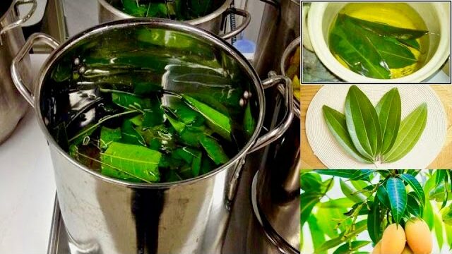 Boil Mango Leaves for Incredible Health Benefits