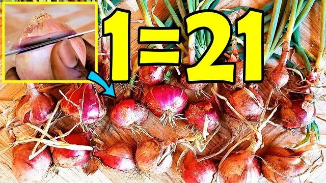 Never buy onions again | How to grow many onions from an onion bottom at home