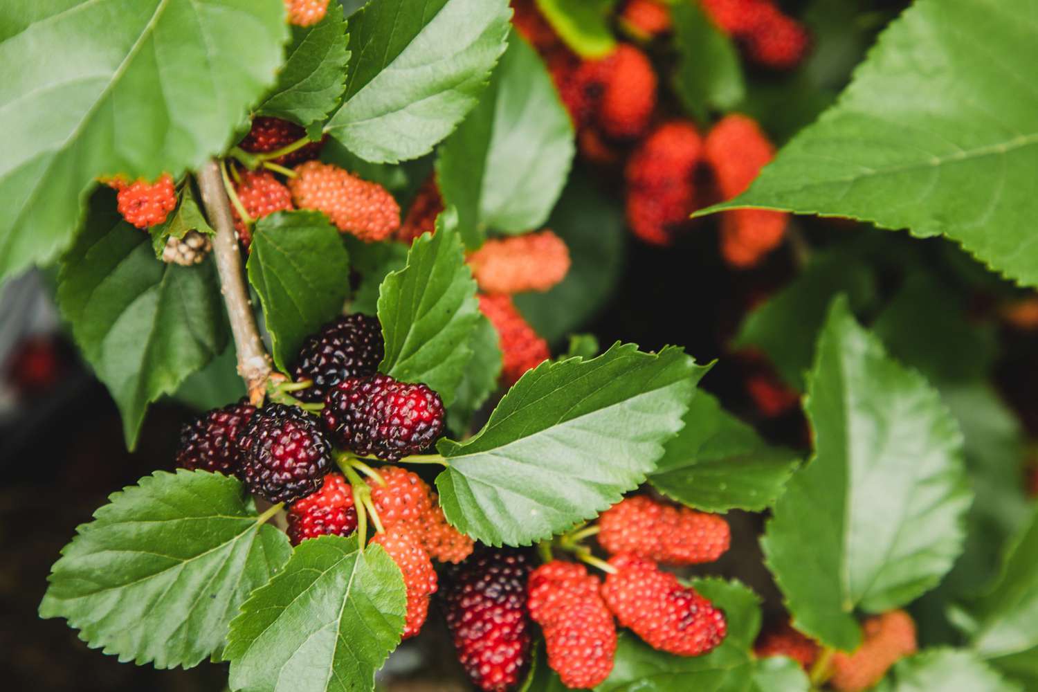 Lower Blood Sugar Instantly: The Power of Mulberry Leaf Tea