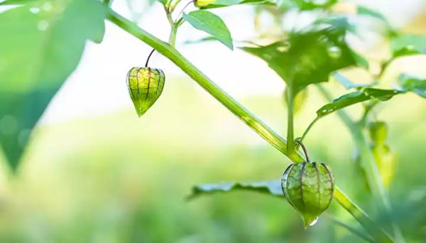 Unlocking the Riches of Canapum Physalis: A Plant Worth Its Weight in Gold