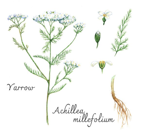 A Powerful Plant for First and Last Aid: Yarrow – Blooms All Summer Long