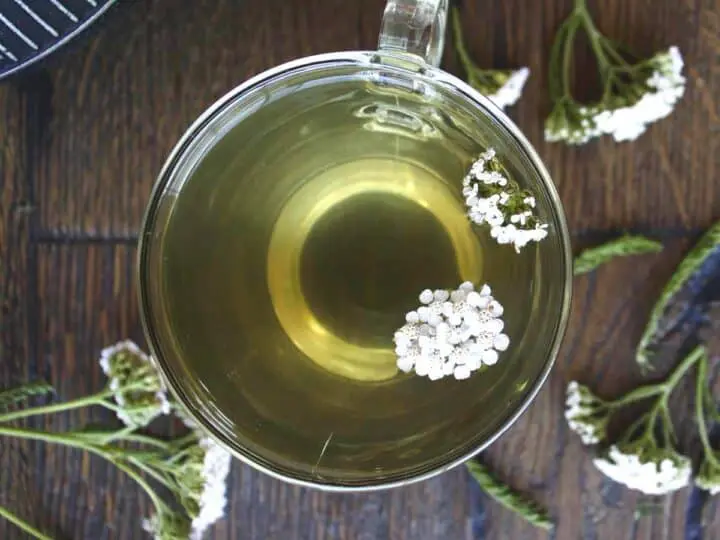 Yarrow Tea: Keep Death at Bay – A Natural Remedy to Kill Bacteria and Fungi