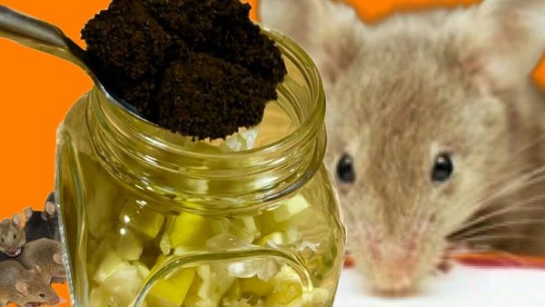 Keep Mice and Rats Away with Coffee Grounds