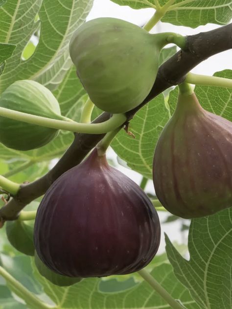 6 important reasons to consume figs! What are the benefits of figs?