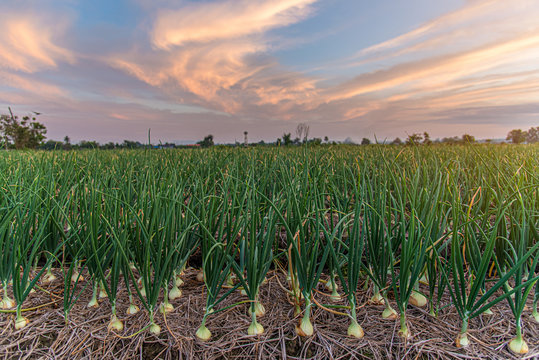 Double the Yield of Onions: Before Planting, Add This to the Ground! (Did You Know That?)