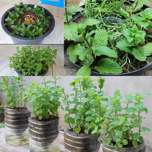 The Smart Way to Plant Mint or any Herb: Advice for Herb Lovers in Their Prime Years