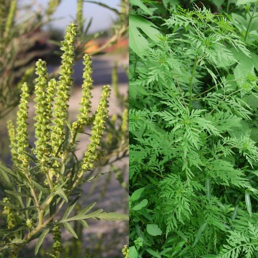 Effective and Safe Potato StorageNature’s Surprising Antihistamine: Unlocking the Health Benefits of Common Ragweed