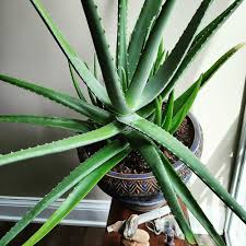 How To Harvest Aloe Vera Gel and 20 Ways To Use It