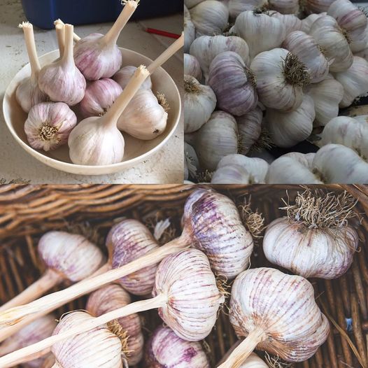 How to Preserve Garlic Freshness: Avoiding Common Mistakes